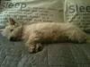 Tilly
