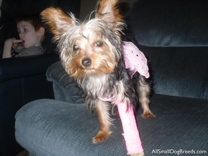 Gidget