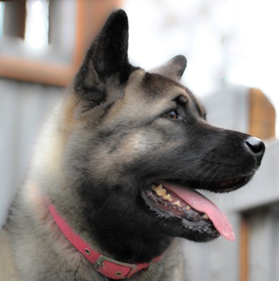 Sachi