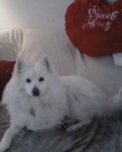 Sparky