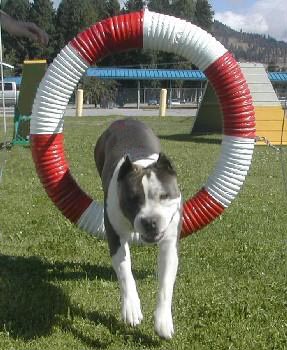 AKC & Swedish Ch Mount Brier\'s Aren\'t U Envious, DNA, MH, OFA