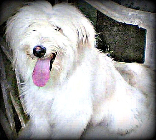 \'\'Bumbam\"  A.K.a Chewii