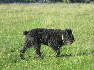 Baloo