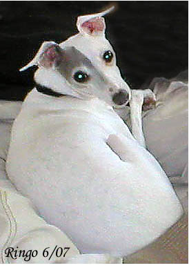 Ringo
