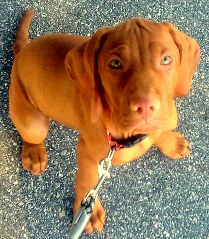 Sir Winston