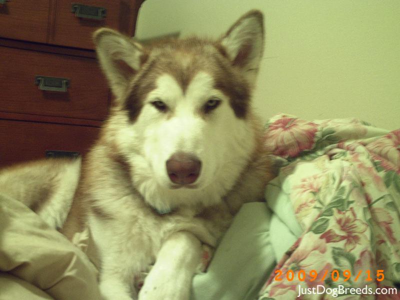 Koda