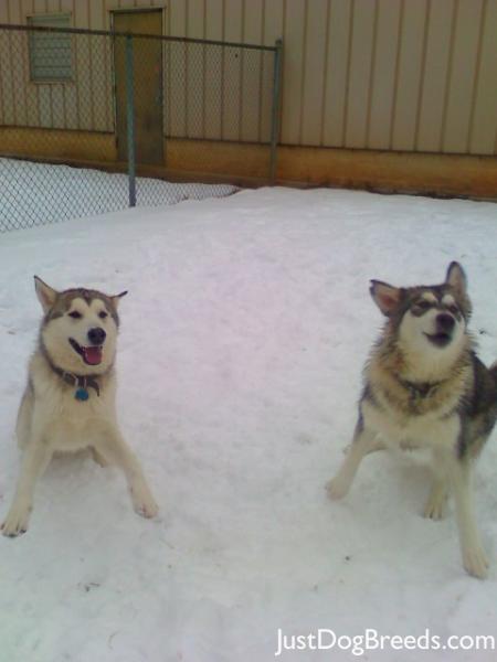 Sabaka & Kirra