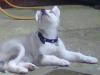 mishka