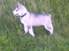 mishka