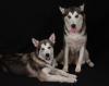 Luna & Dakota