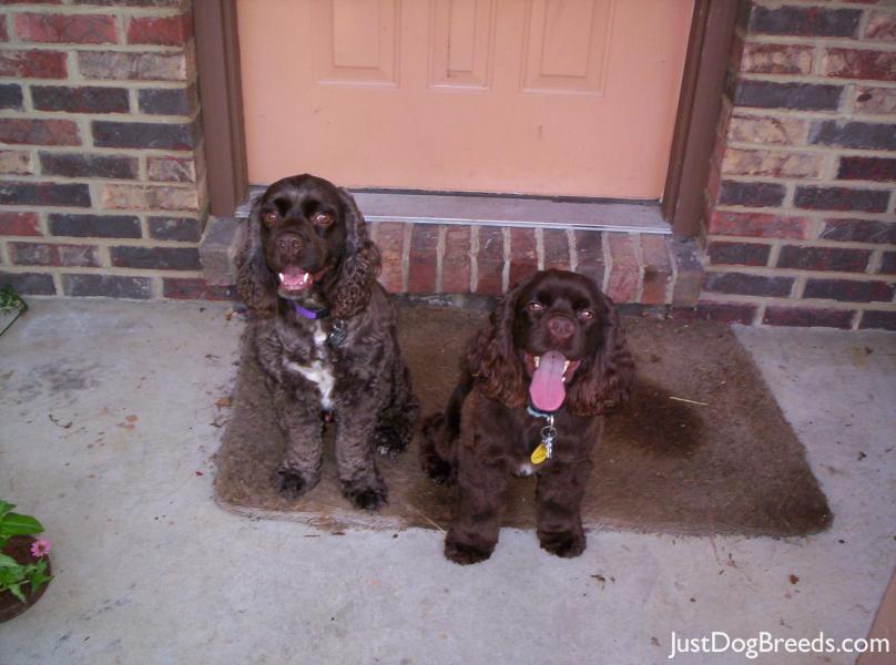 Bailey and Cooper
