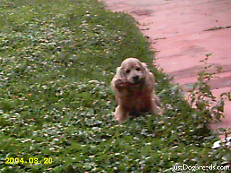 BILLY 11 years old (+)