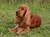 Browny