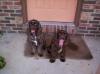Bailey and Cooper