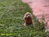 BILLY 11 years old (+)