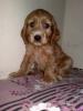 Brownie....