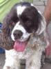 Rufus (Rufie Roo)