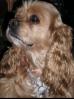 Dutchess