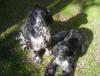 Jack & Ruby