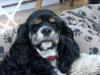 Bailey