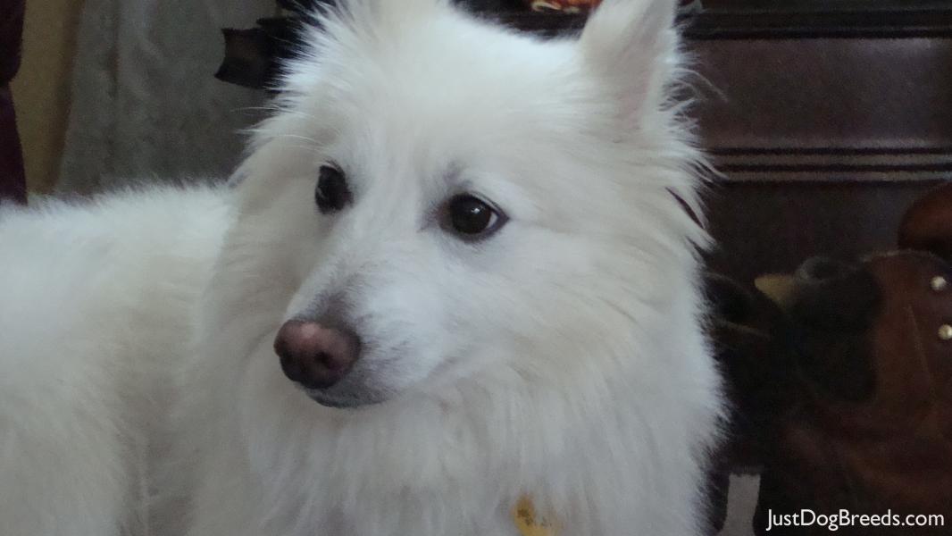 Buddy (aka) Pogo