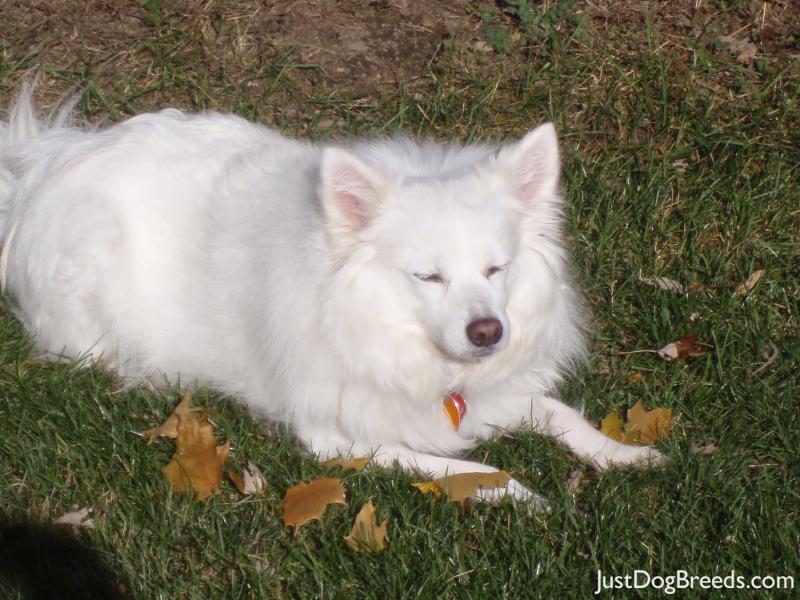 Ginger Snow