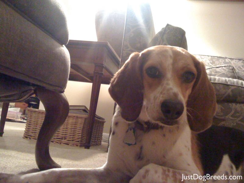Penny