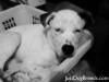 Bugsy Graeven