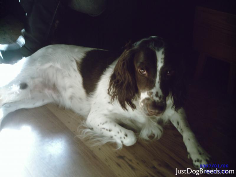 daisy