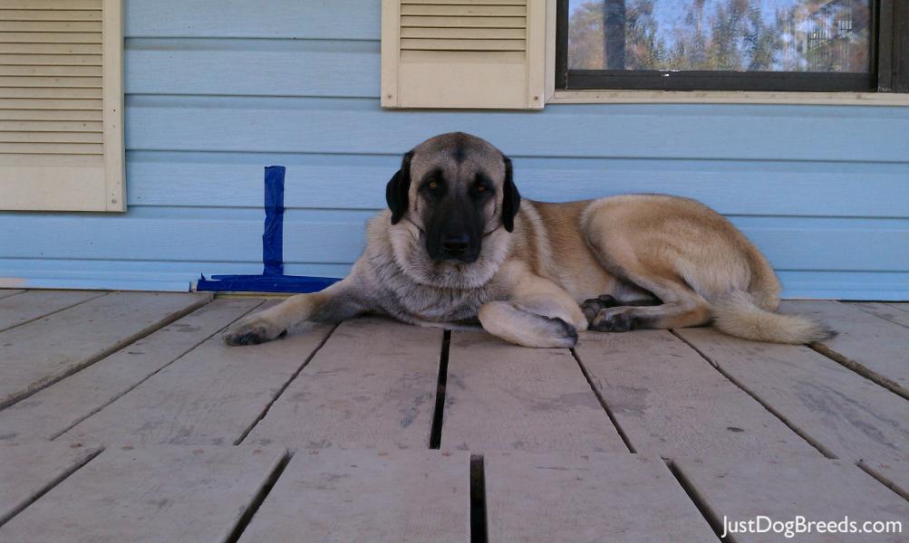 Hank