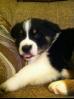 Izzy
