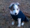 Peace Creek Maximus