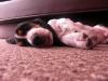 Snoopy