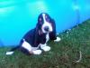 Snoopy