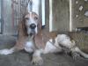 MAXI