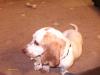 tabitha