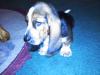 Cooper
