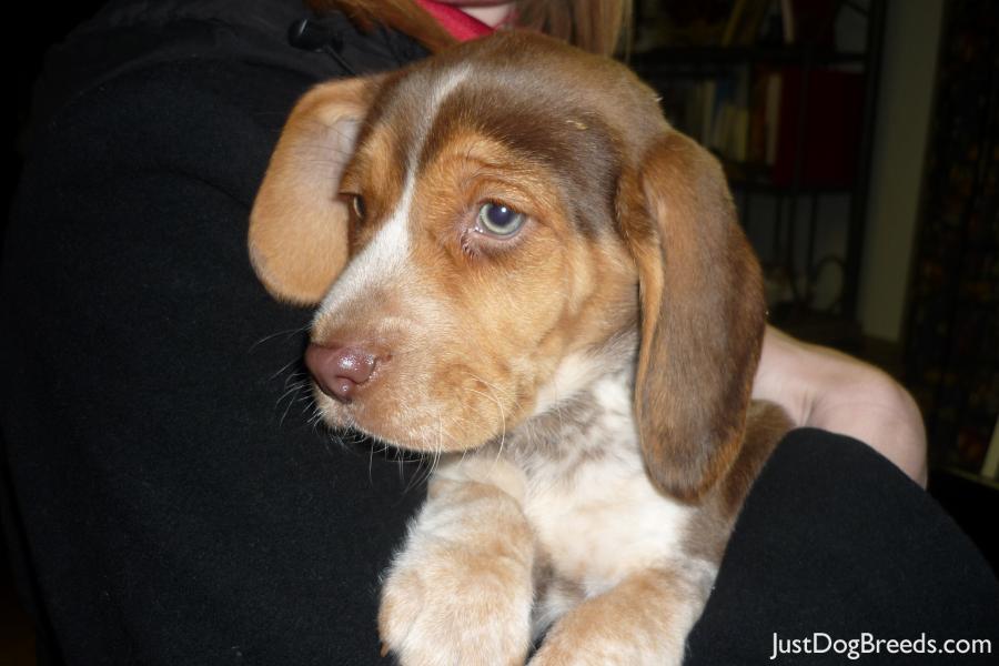 Rupert
