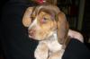Rupert