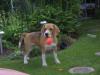 RALF