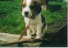 Doogie