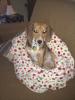 Princess Bella