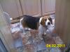 DELIA