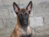 bart malinois