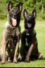 Shadow and Ozzy