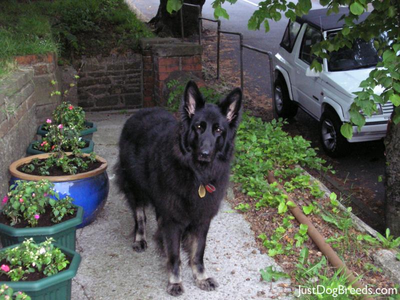 Sheba