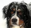 Bax