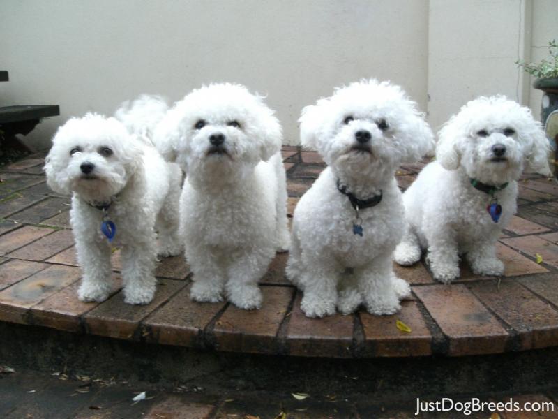 Bonnie Bundy Oscar Saffy