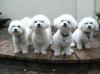 Bonnie Bundy Oscar Saffy