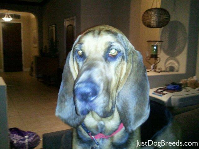 gracie